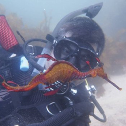 Seadragon Dive